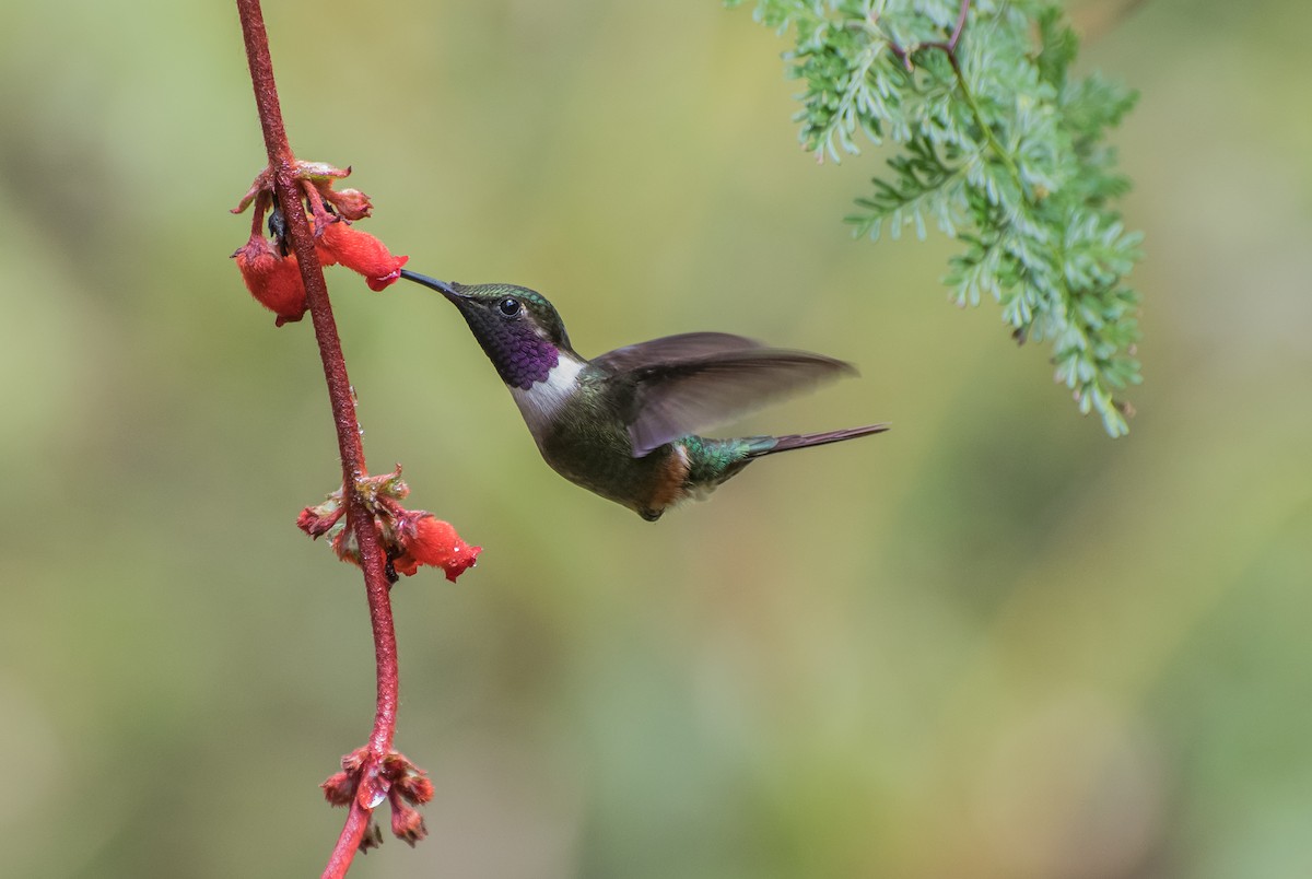 Purple-throated Woodstar - ML113604671