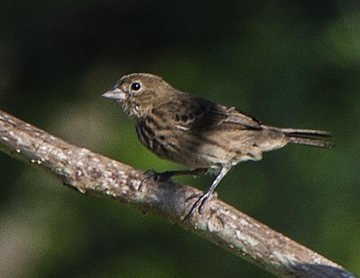 Blue-black Grassquit - ML113605361