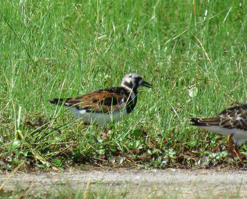 Ruddy Turnstone - Karen Lebing