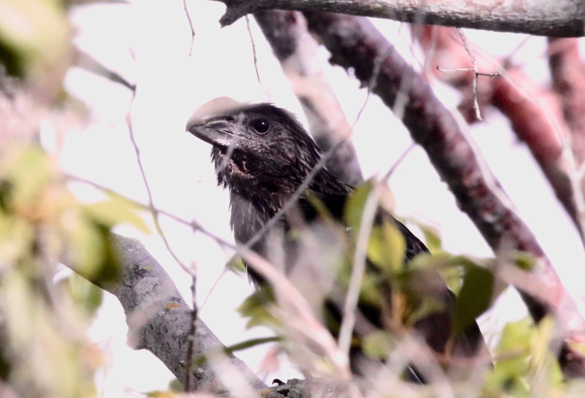 Smooth-billed Ani - ML113605851