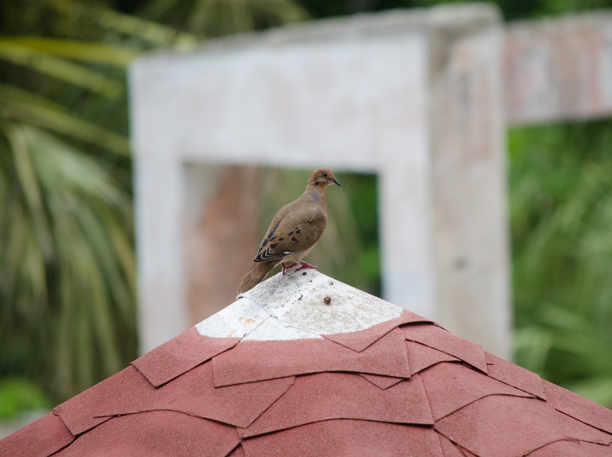 Zenaida Dove - ML113605981