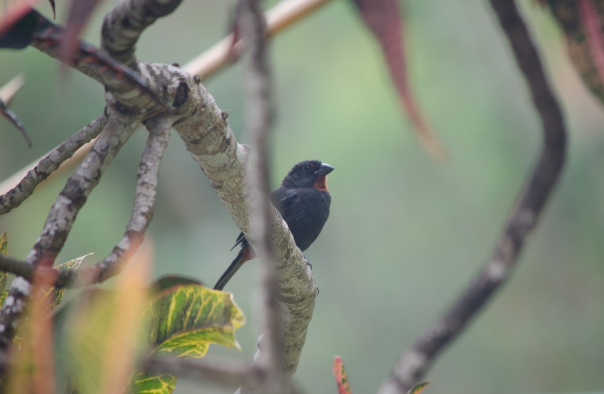 Lesser Antillean Bullfinch - ML113606041