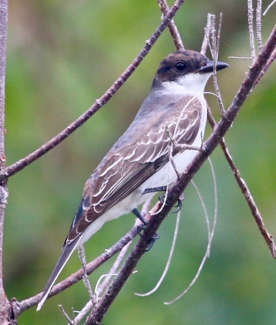 Antillenkönigstyrann - ML113606071