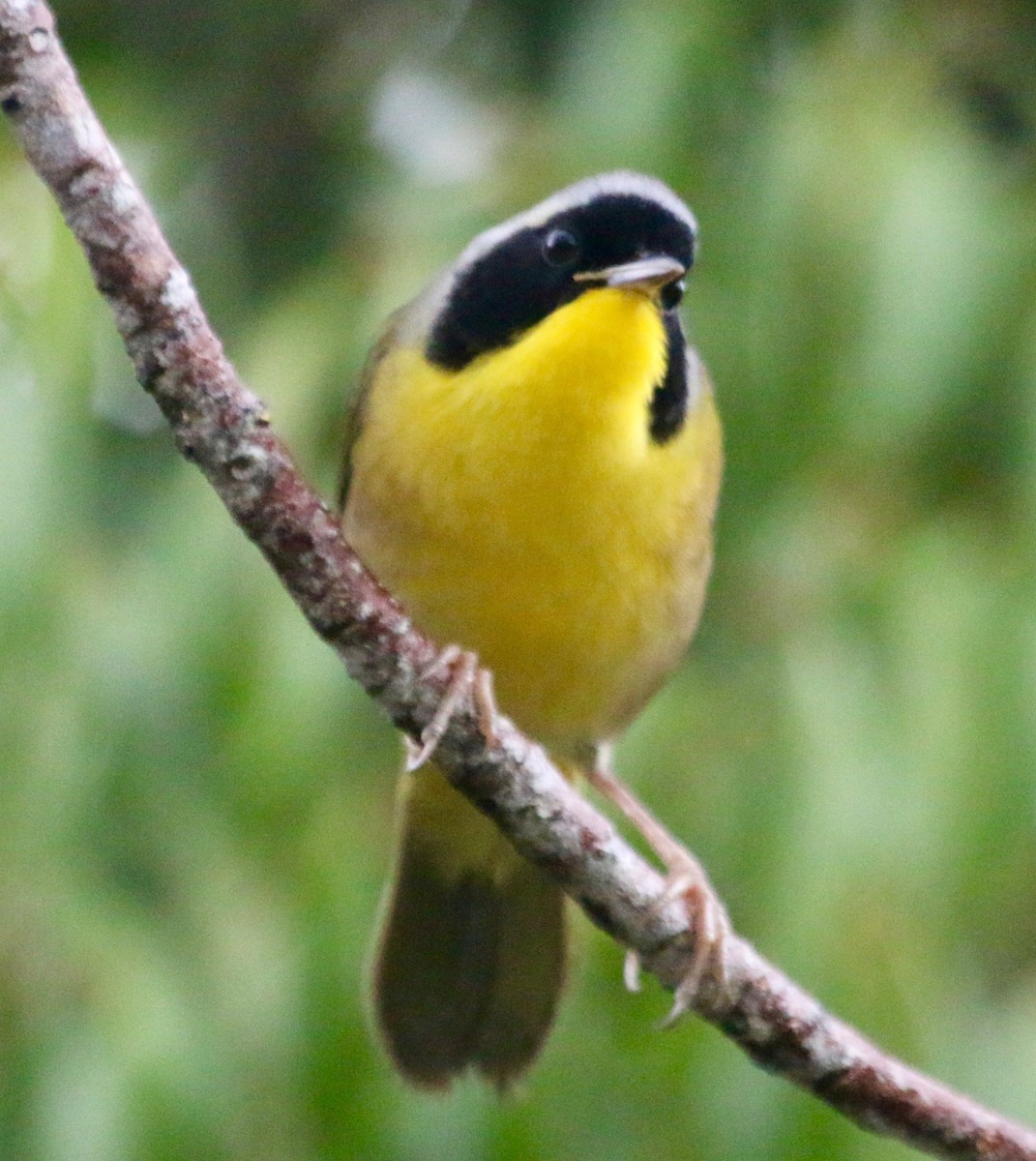 Bahama Yellowthroat - ML113606151