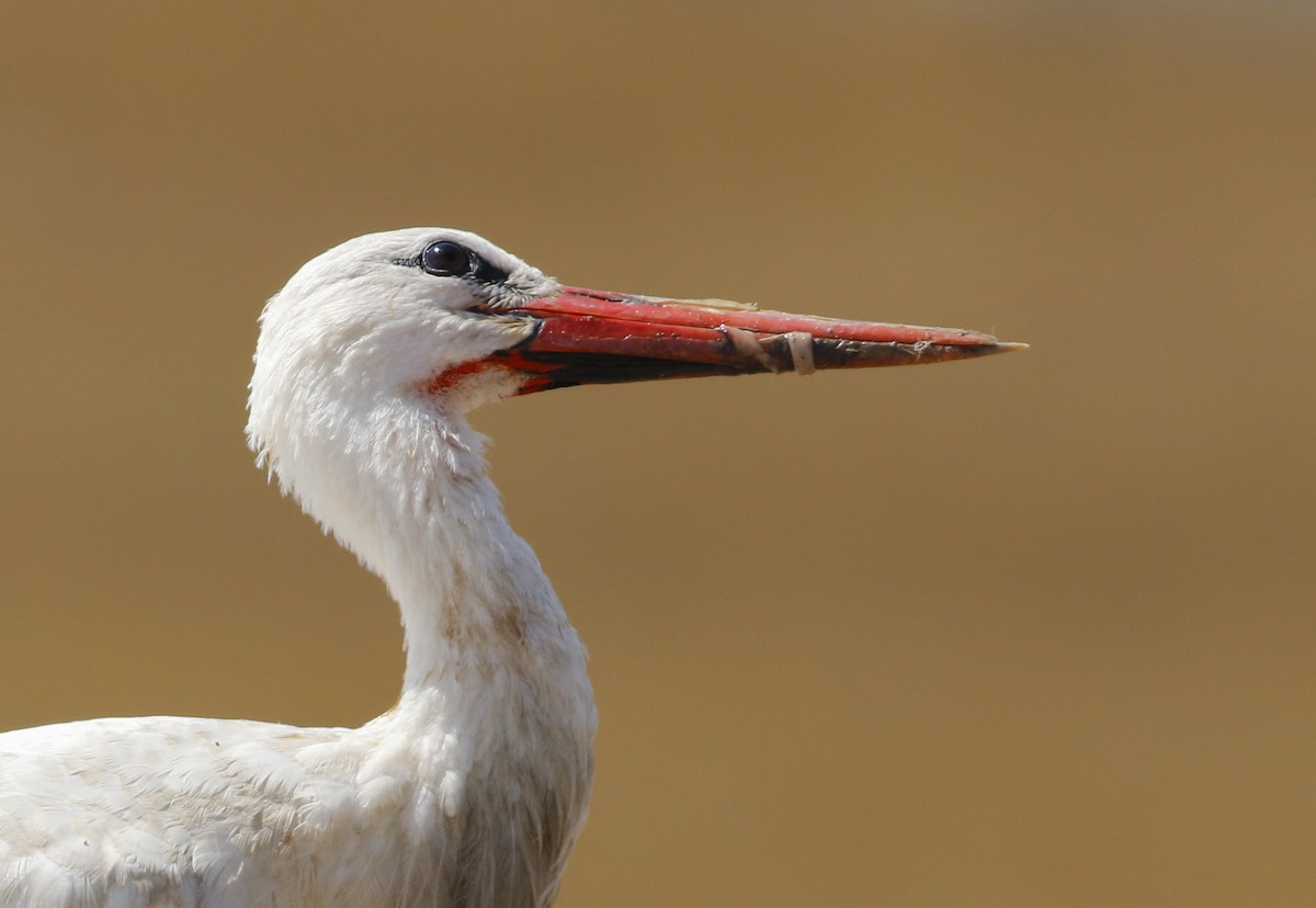 White Stork - ML113606811