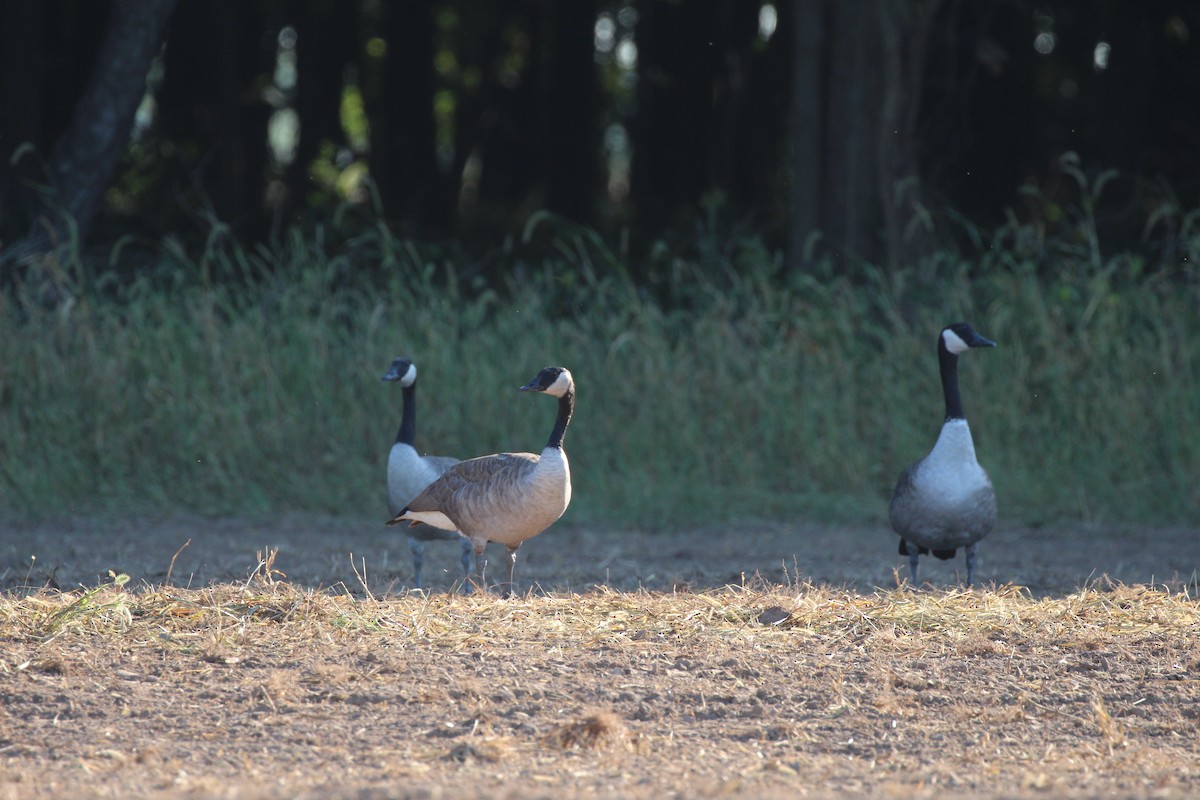 Canada Goose - ML113614141