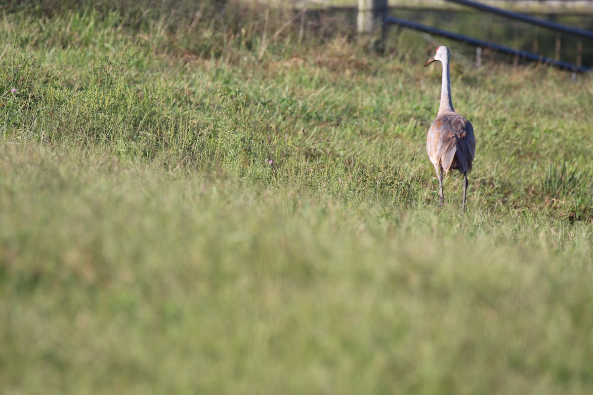 Sandhill Crane - ML113614681