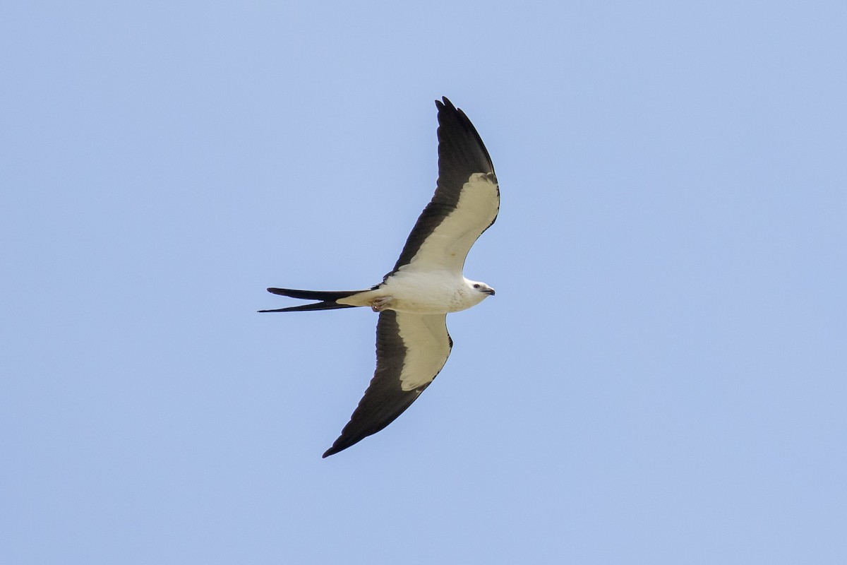 Swallow-tailed Kite - ML113616481