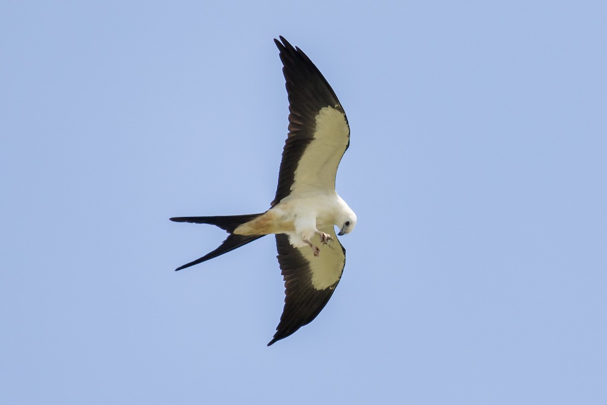 Swallow-tailed Kite - ML113616521