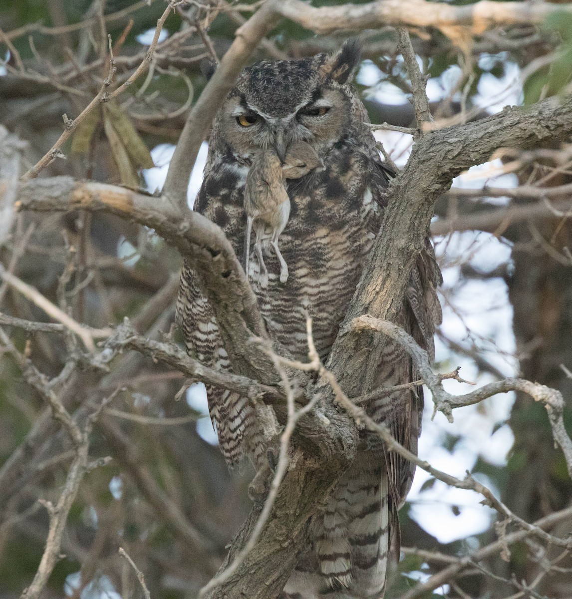 Great Horned Owl - stevan brad