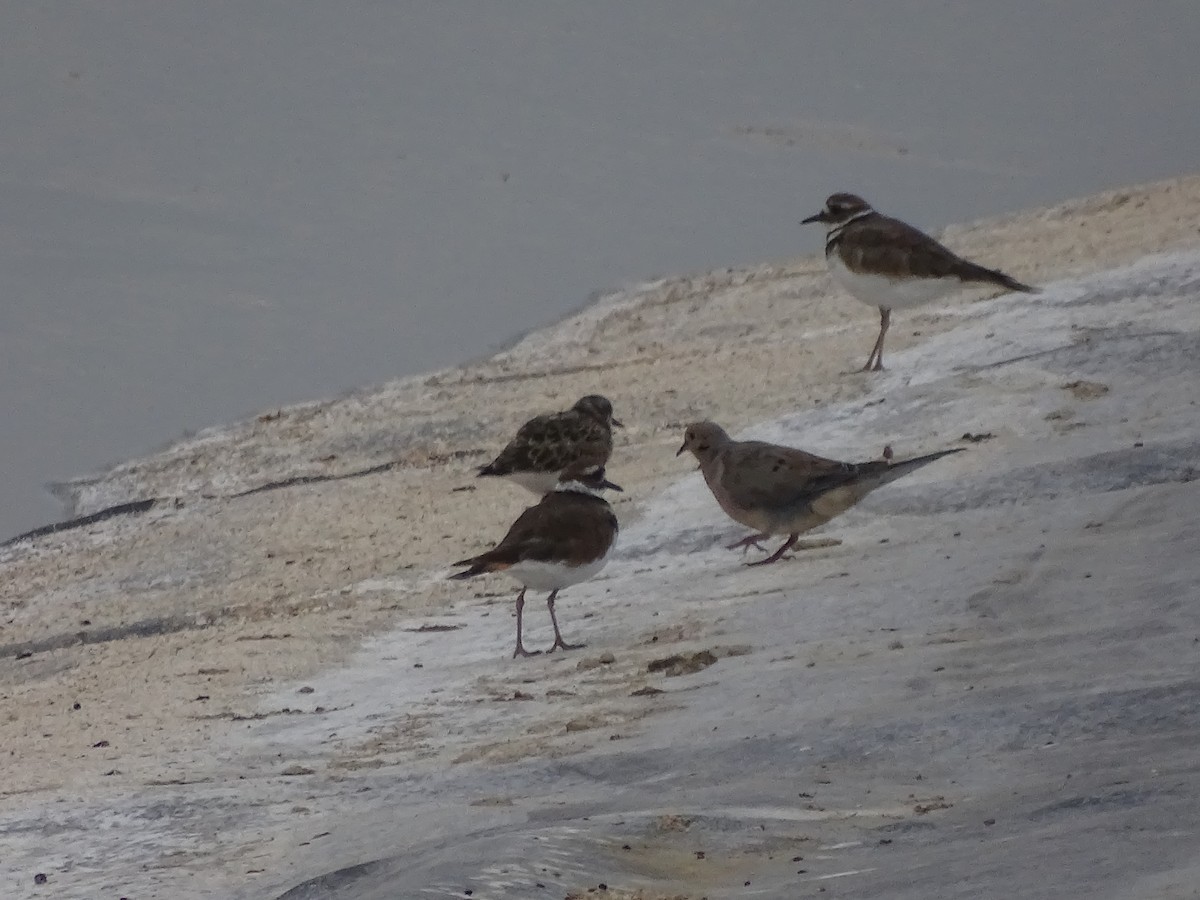 Mourning Dove - ML113618601