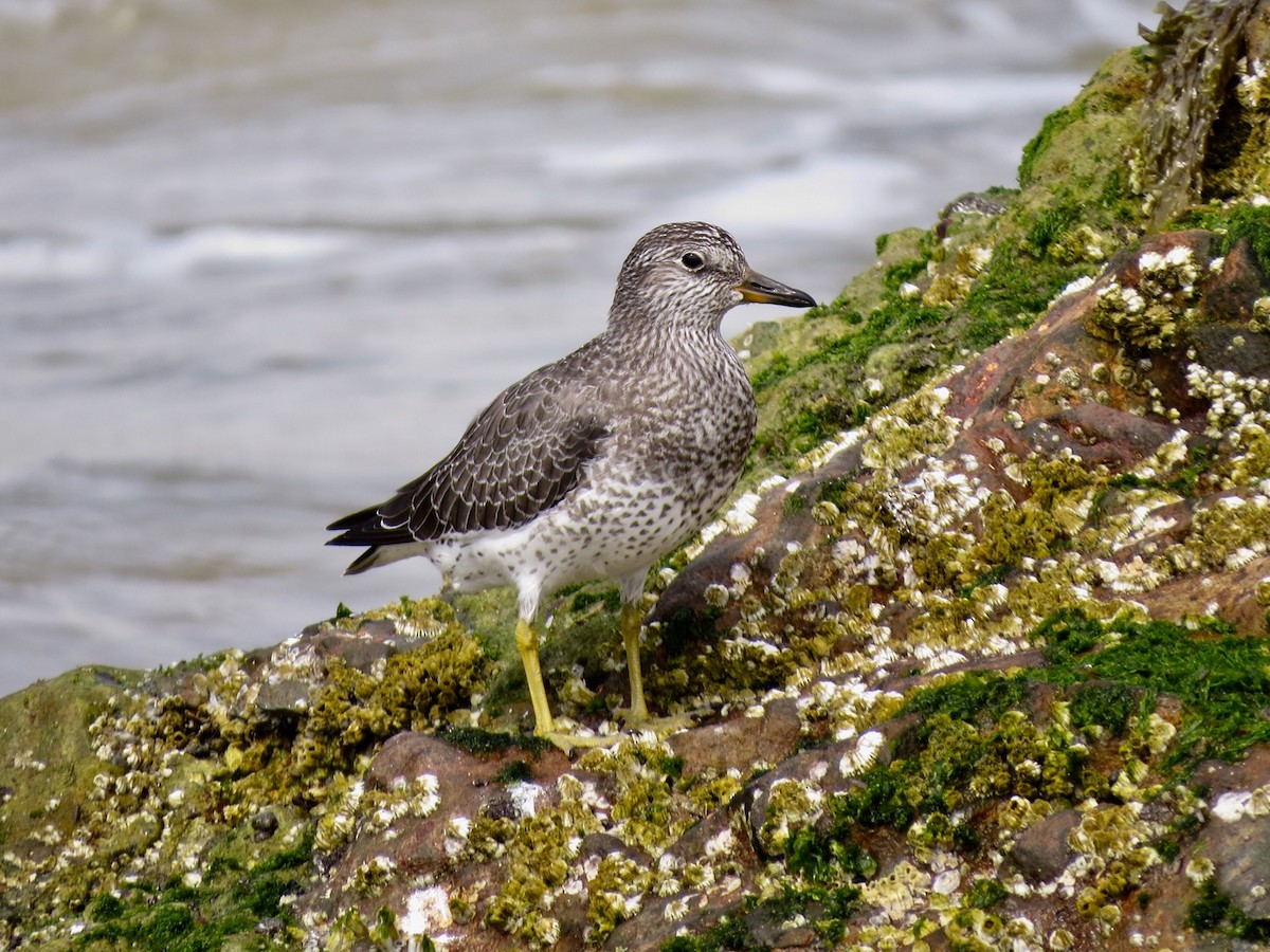 Surfbird - ML113620191