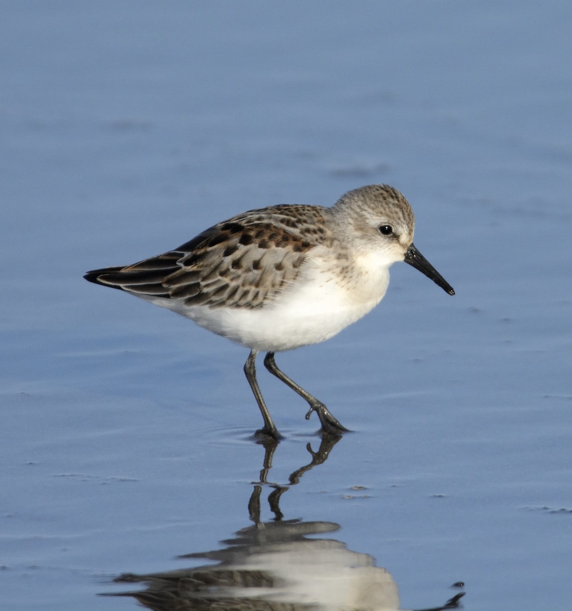 Western Sandpiper - ML113620961