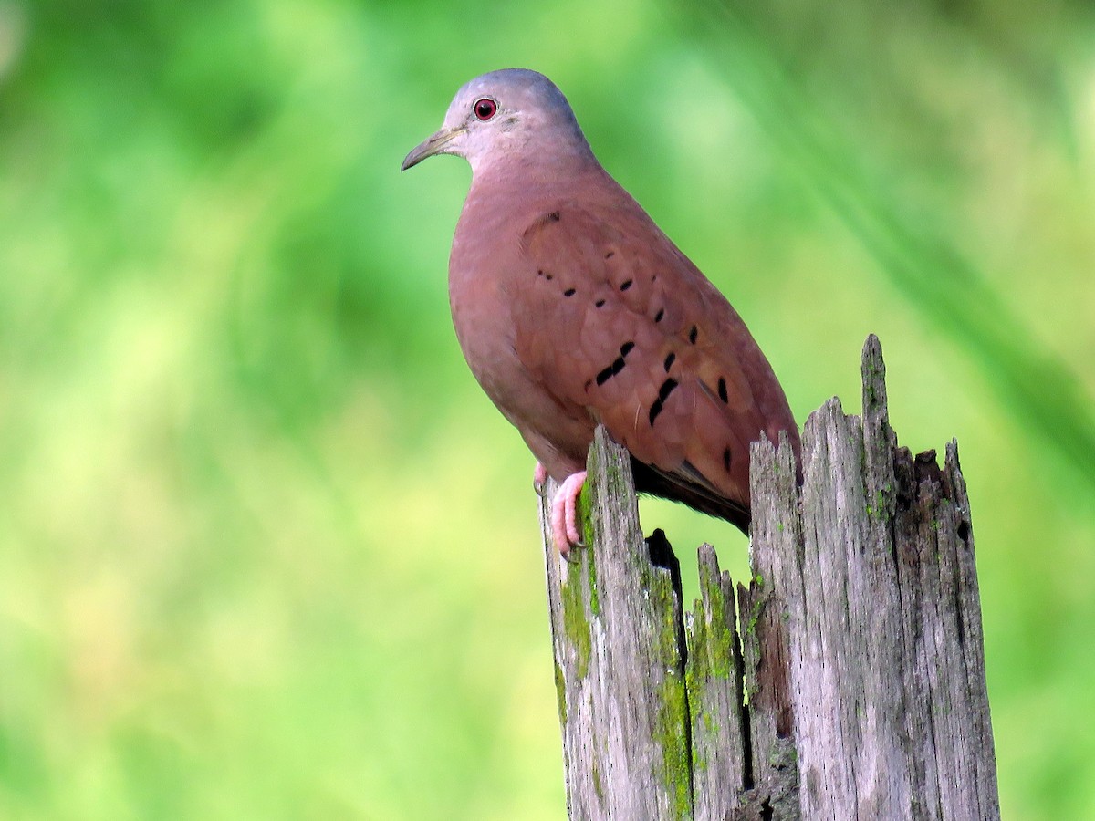 Ruddy Ground Dove - Mark Salvidge