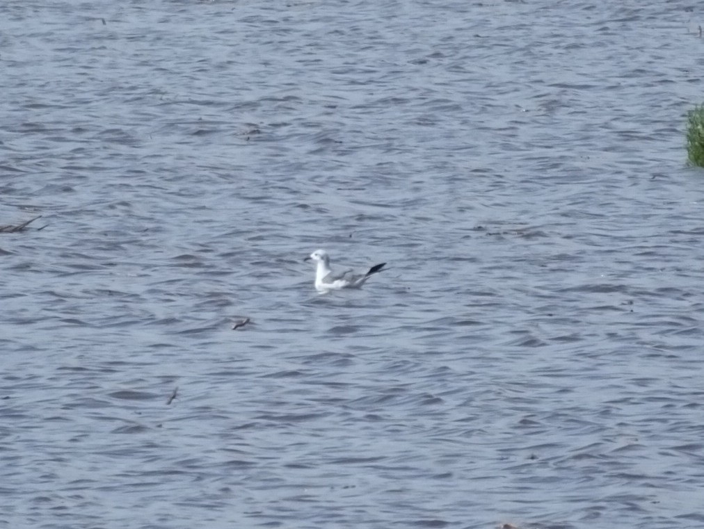 Laughing Gull - ML113621581