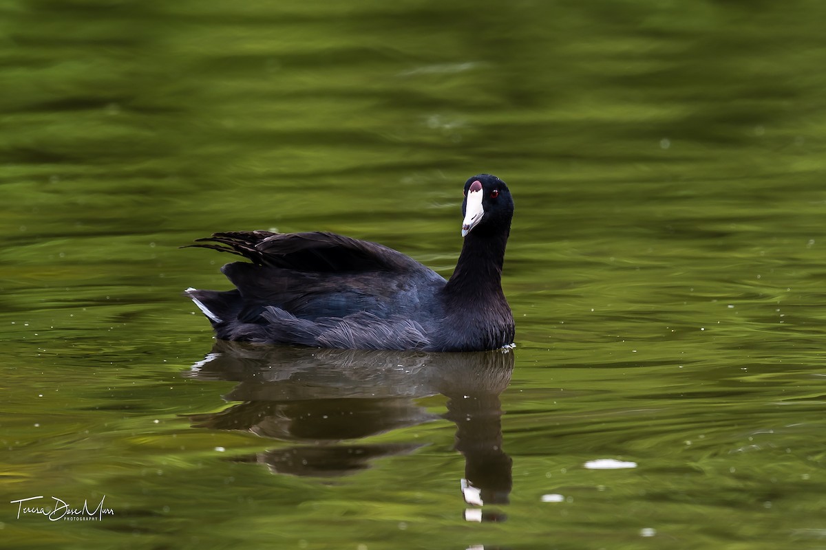 American Coot - Teresa Murr