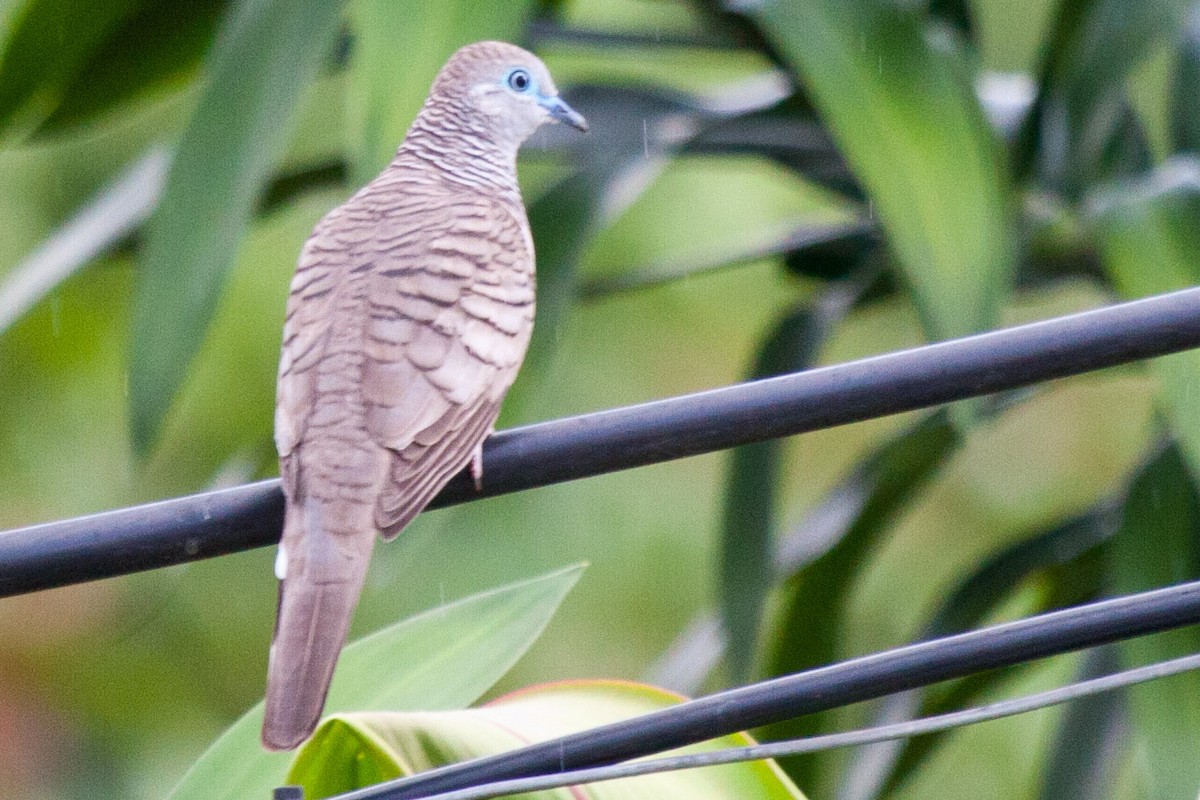 Peaceful Dove - ML113624711