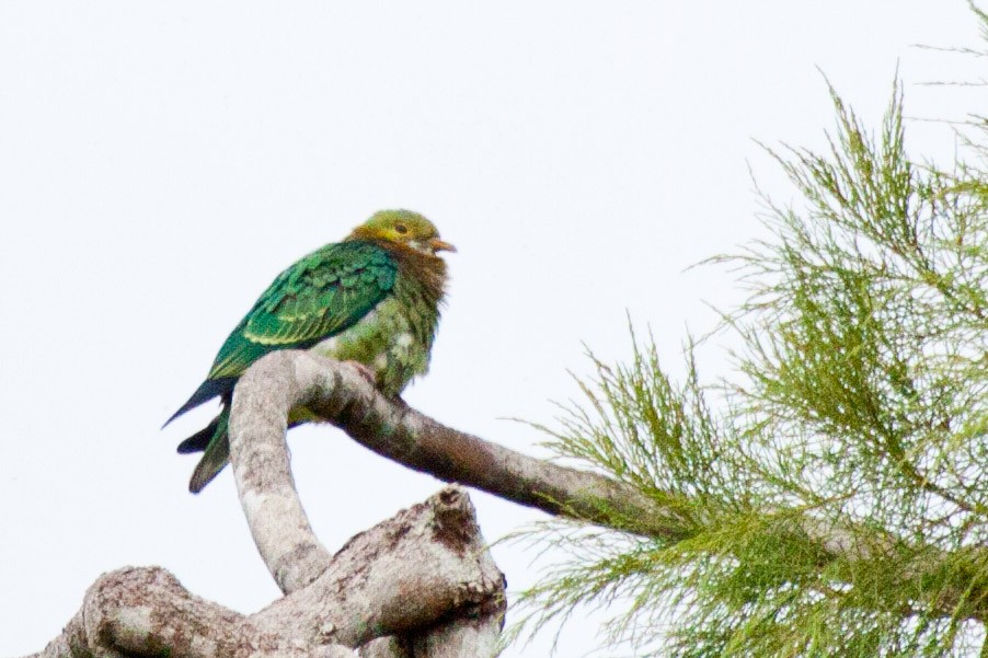 Pink-spotted Fruit-Dove - ML113624791