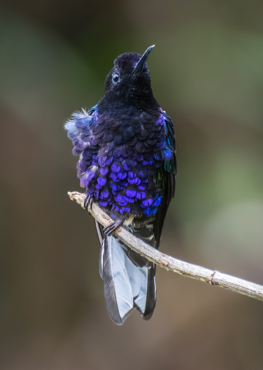 kolibřík hyacintový - ML113625171