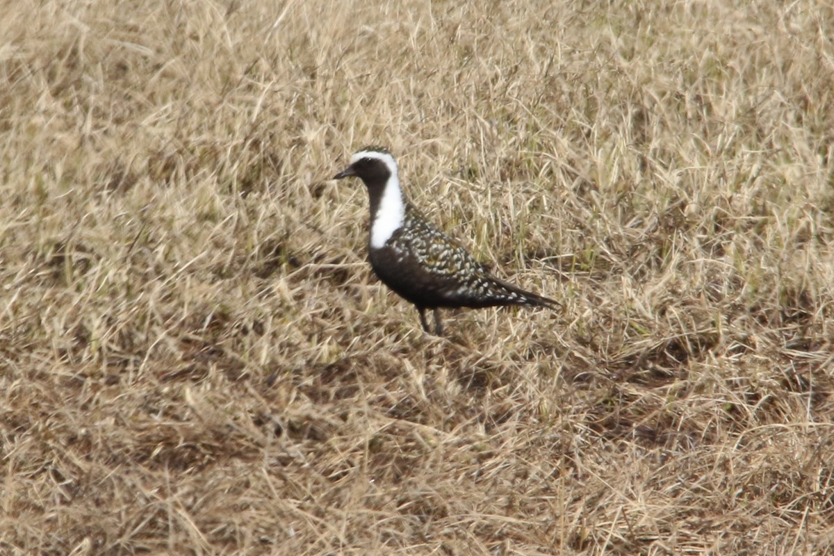 Chorlito Dorado Americano - ML113625221