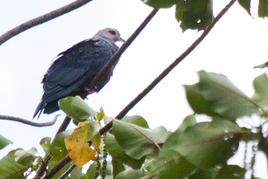 holub stromový (ssp. pinon/jobiensis) - ML113625261