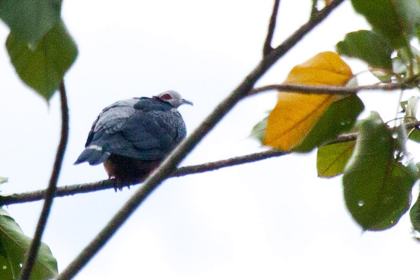 Красноглазый плодовый голубь (pinon/jobiensis) - ML113625281