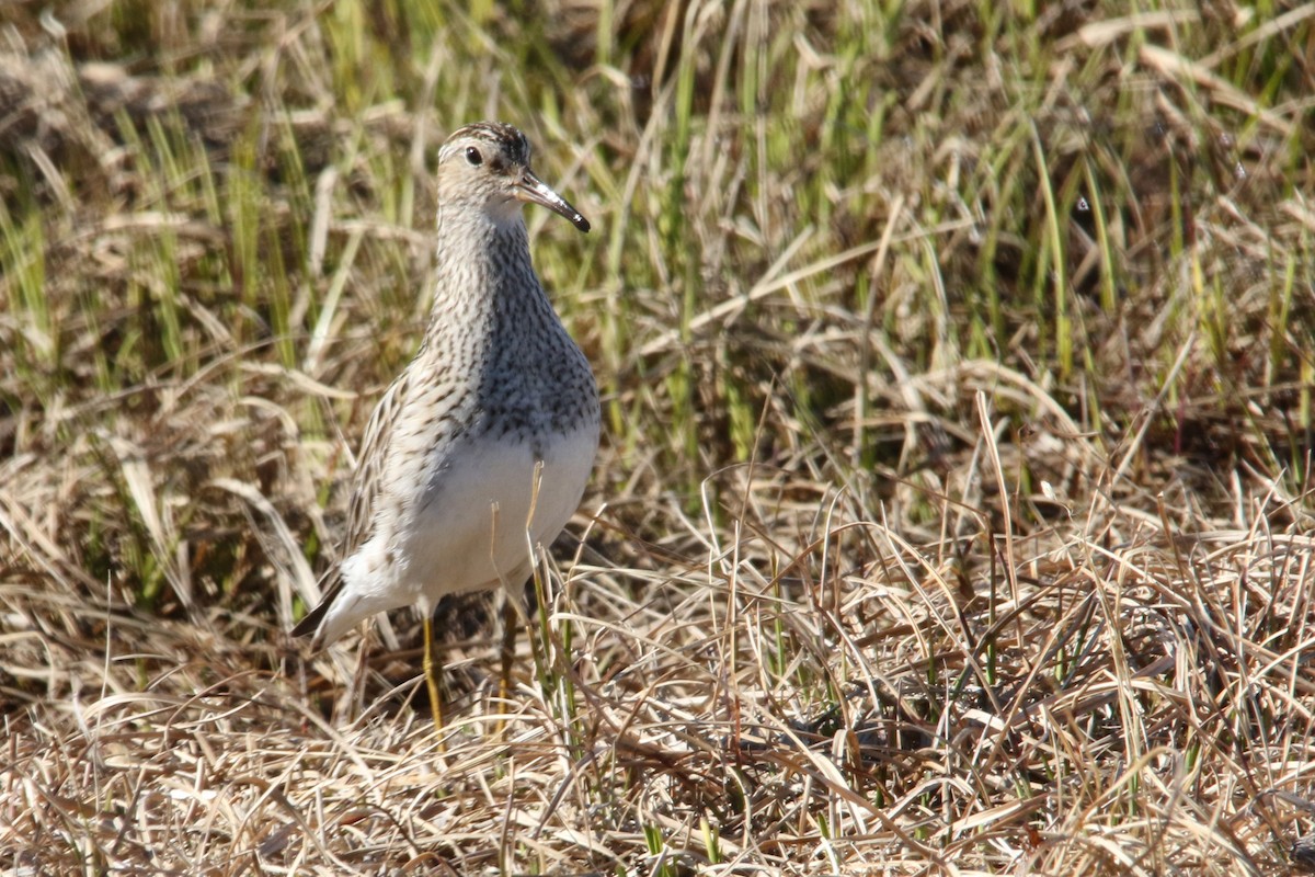 Pectoral Sandpiper - ML113625521