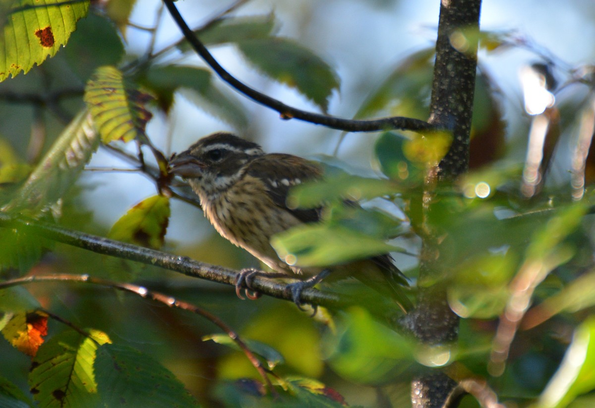 Rose-breasted Grosbeak - ML113628731