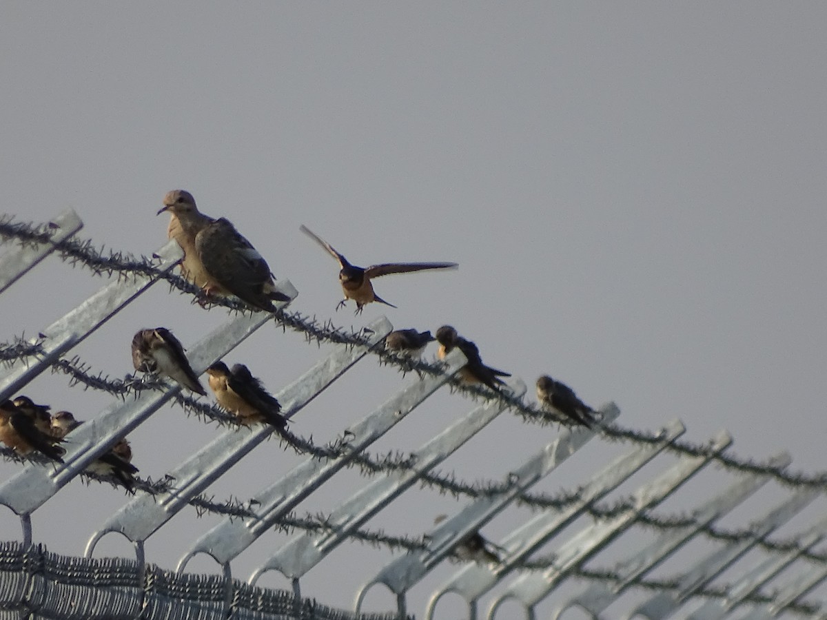 Mourning Dove - ML113631341