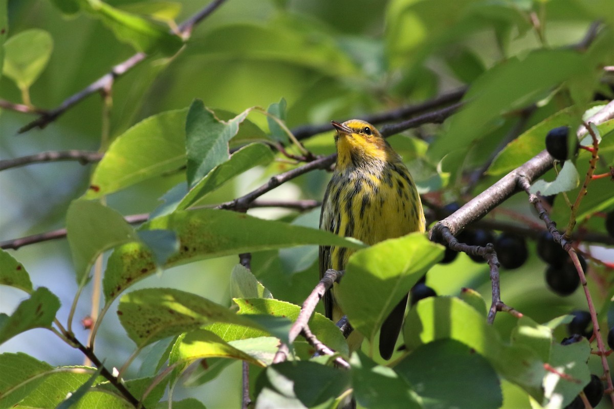 Cape May Warbler - Margaret Viens