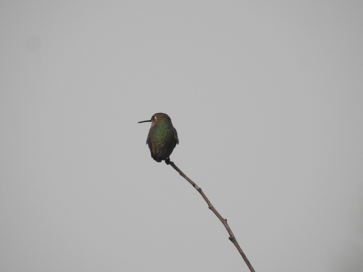 Calliope Hummingbird - ML113632471