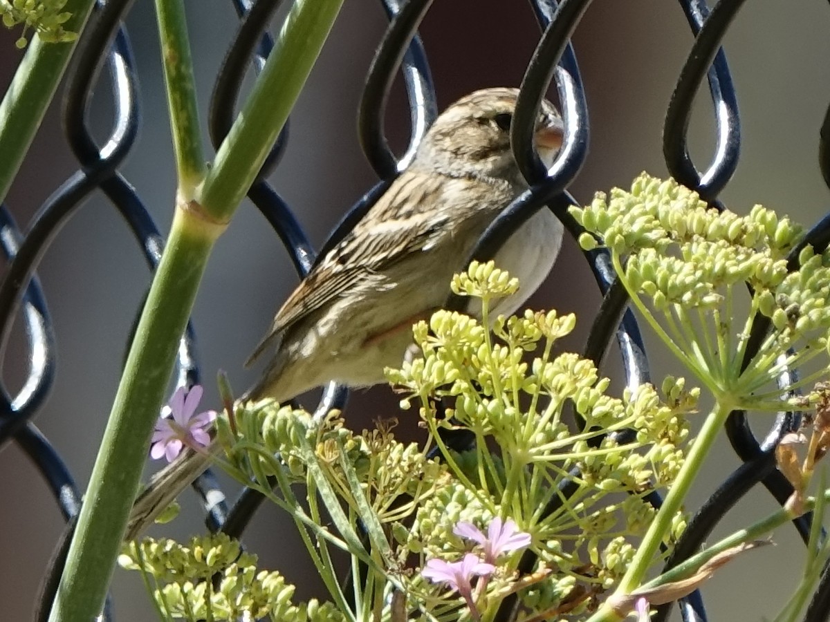 Clay-colored Sparrow - Lisa Hug