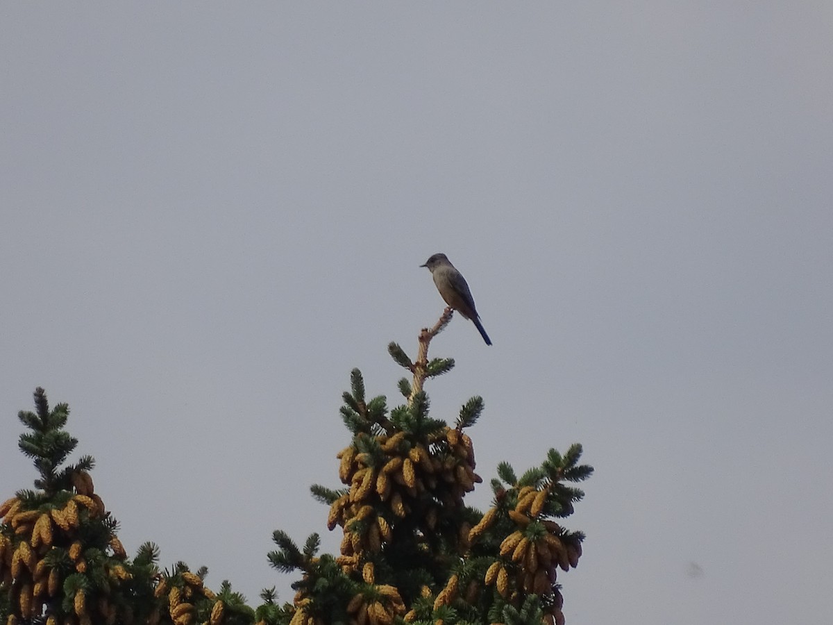 Say's Phoebe - Shey Claflin