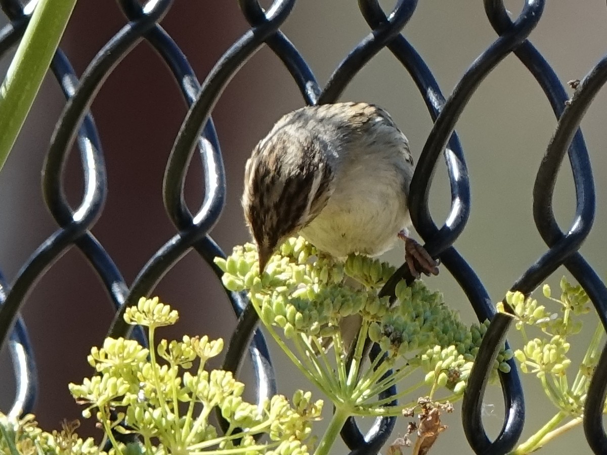 Clay-colored Sparrow - Lisa Hug