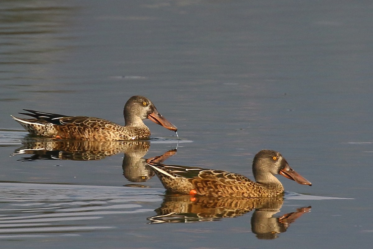 Northern Shoveler - ML113635151