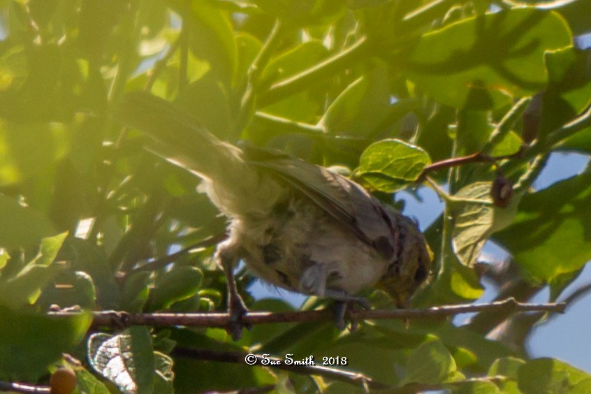 Verdin - Sue Smith