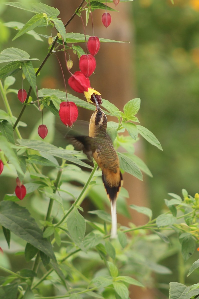 Tawny-bellied Hermit - ML113639201