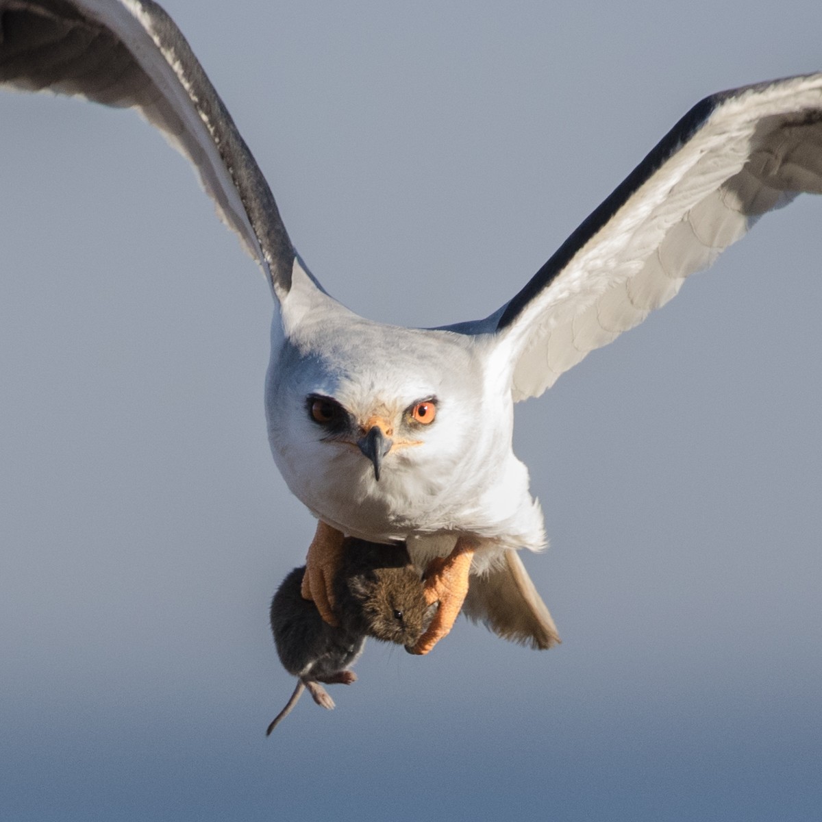 White-tailed Kite - ML113639641