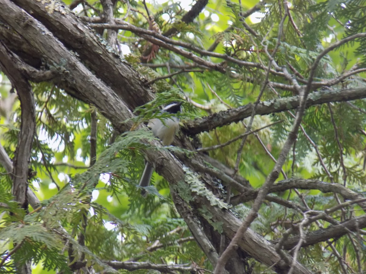 Black-capped Chickadee - ML113640411
