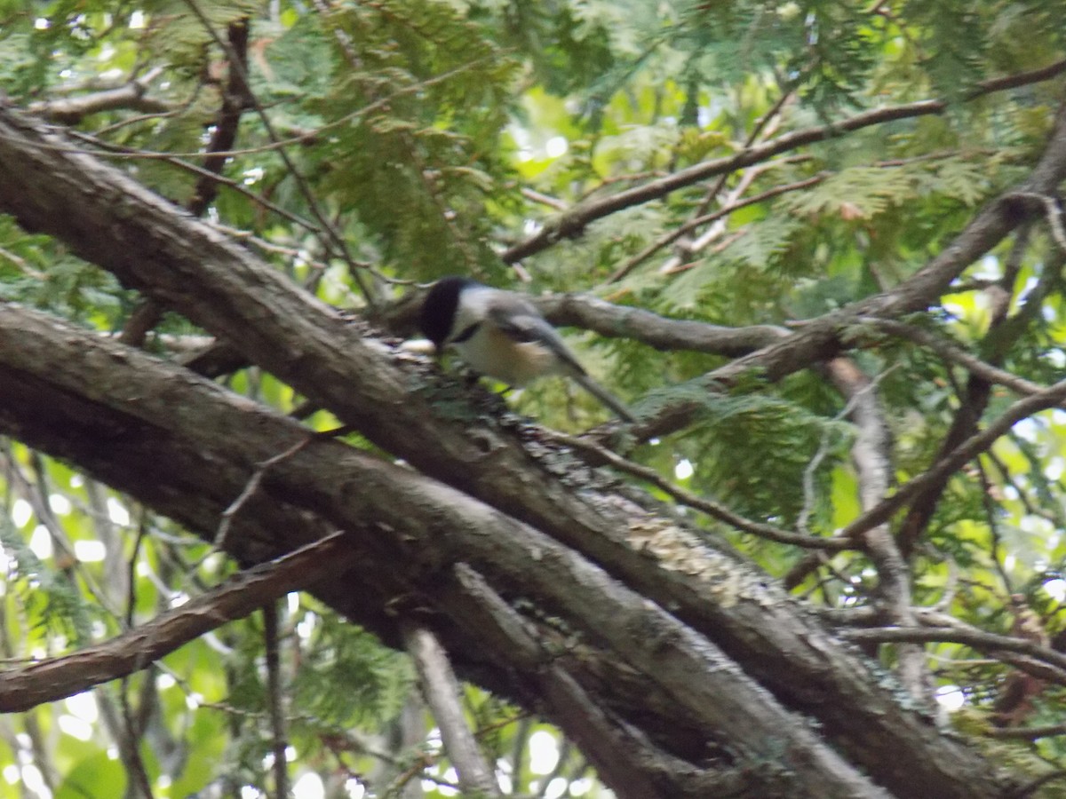 Black-capped Chickadee - ML113640471