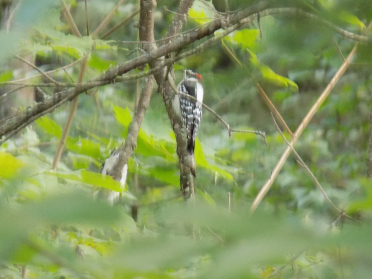 Hairy Woodpecker - ML113640571