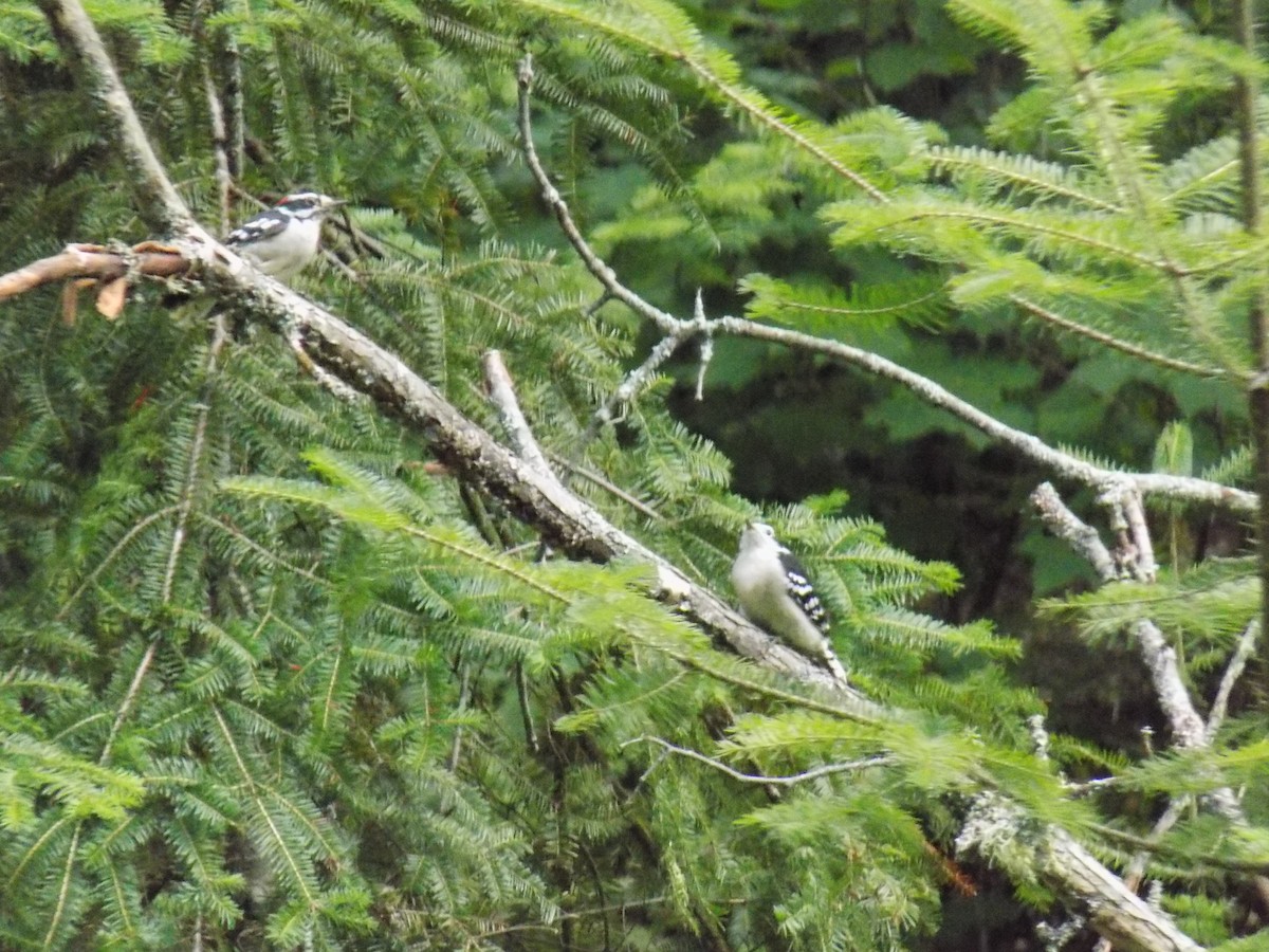 Hairy Woodpecker - ML113640611