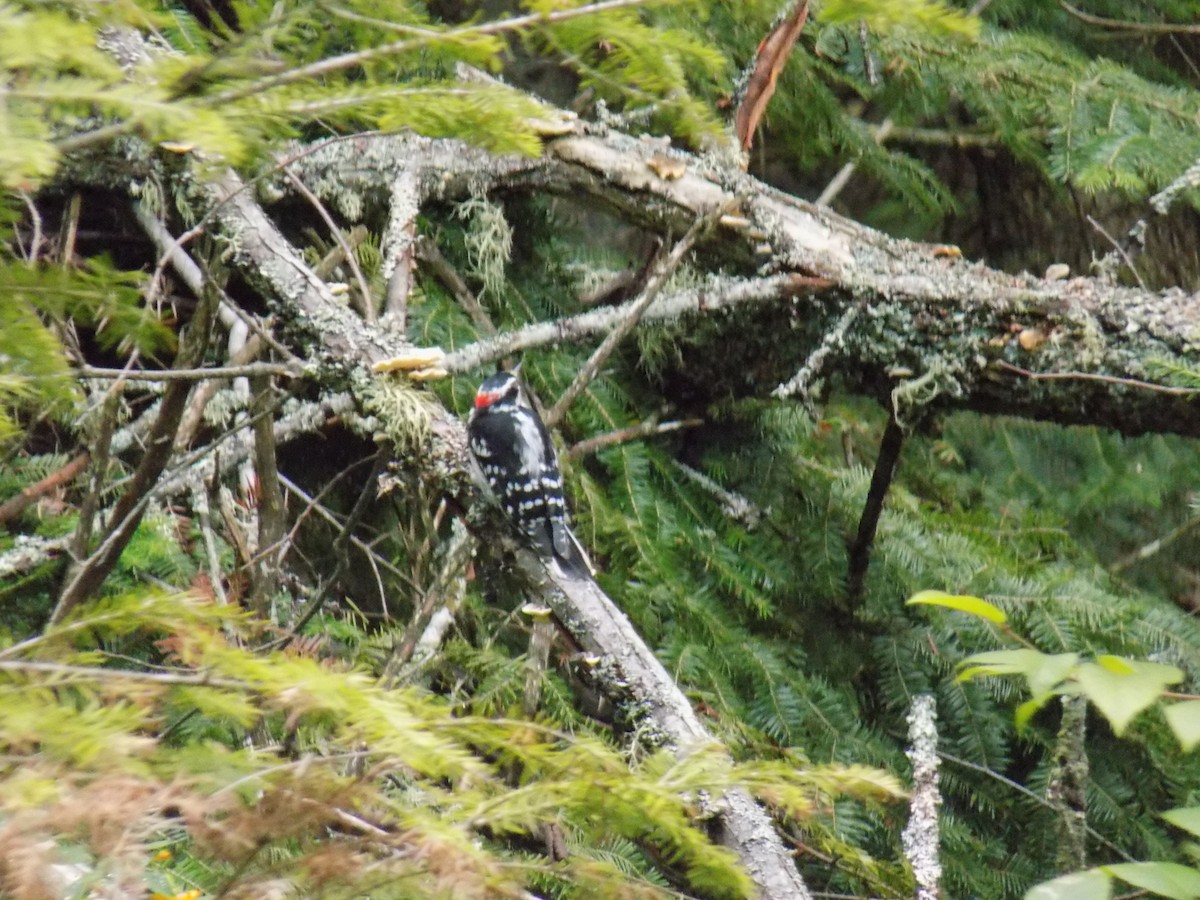 Hairy Woodpecker - ML113640701
