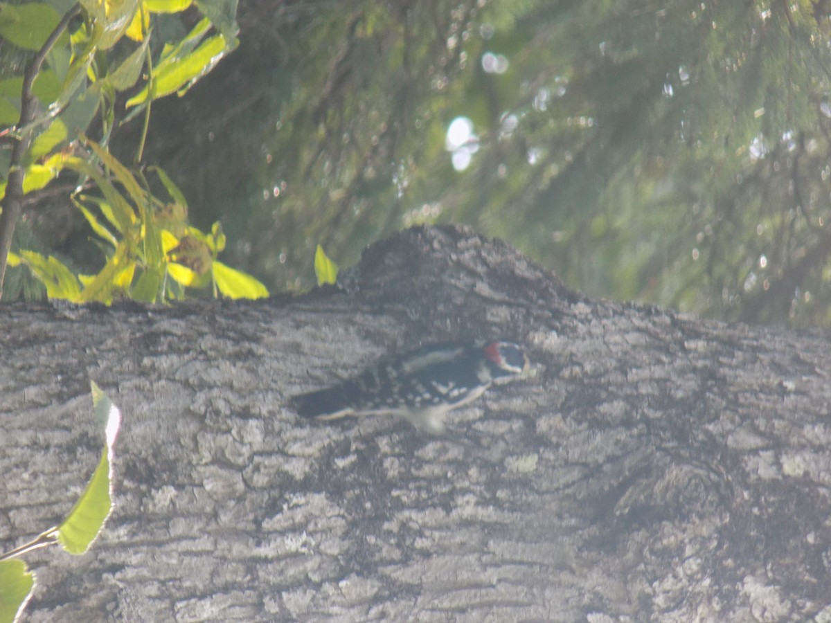 Hairy Woodpecker - ML113640811