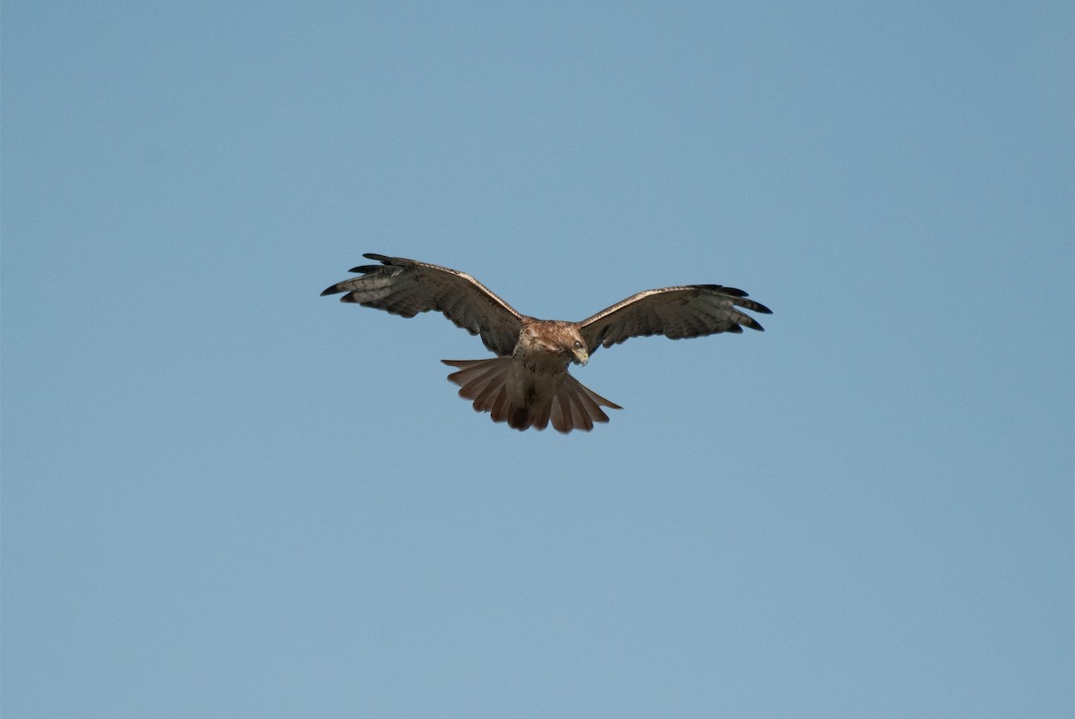 Red-tailed Hawk - ML113641331