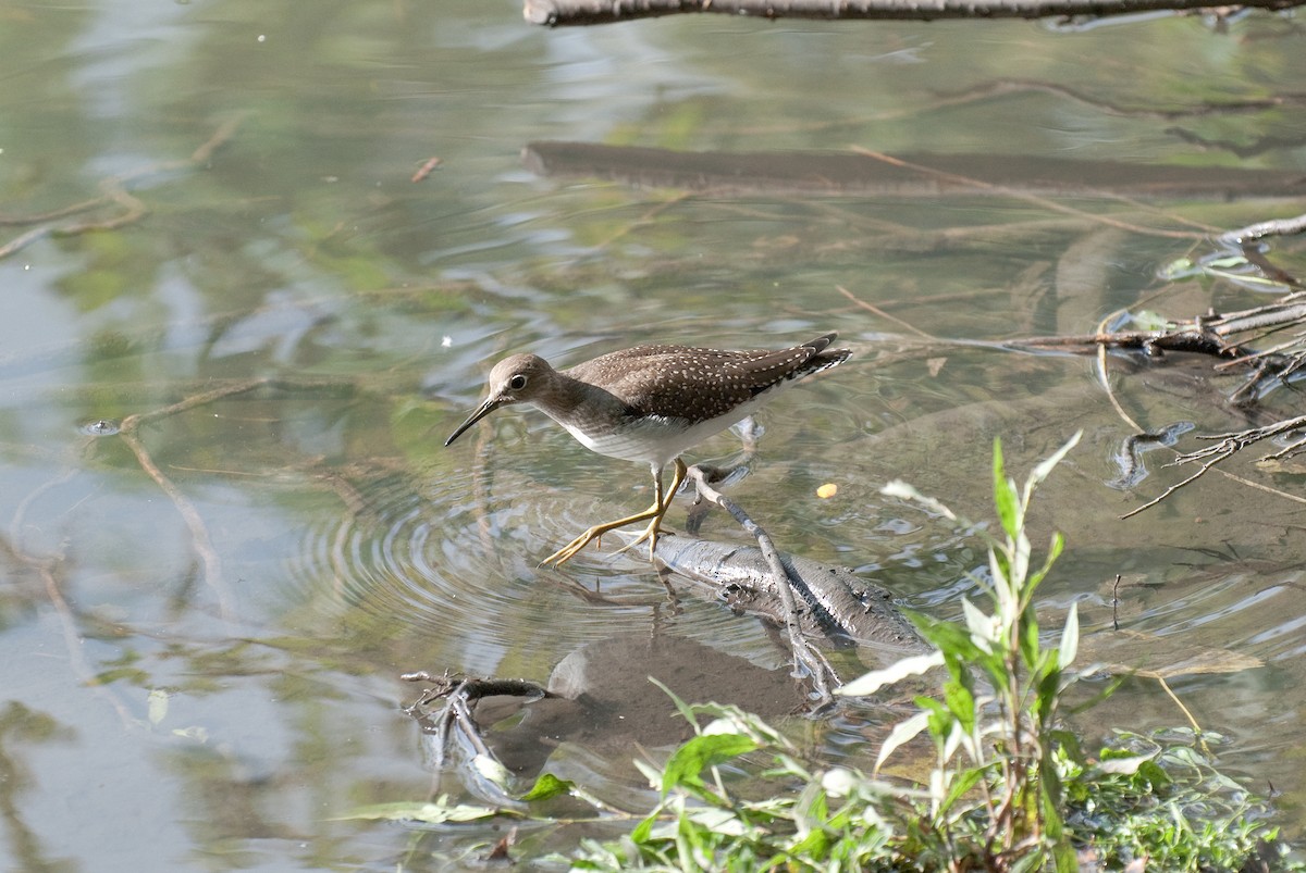 Solitary Sandpiper - ML113641701