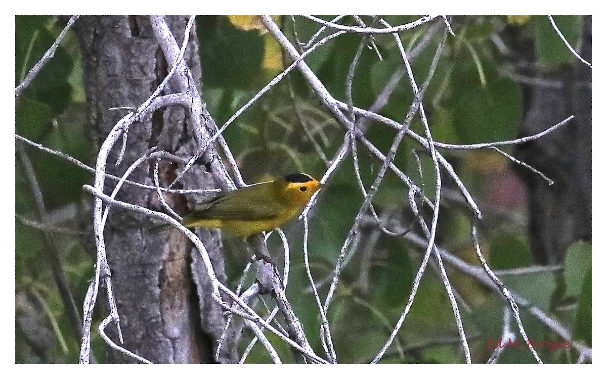 Wilson's Warbler - Ed M. Brogie