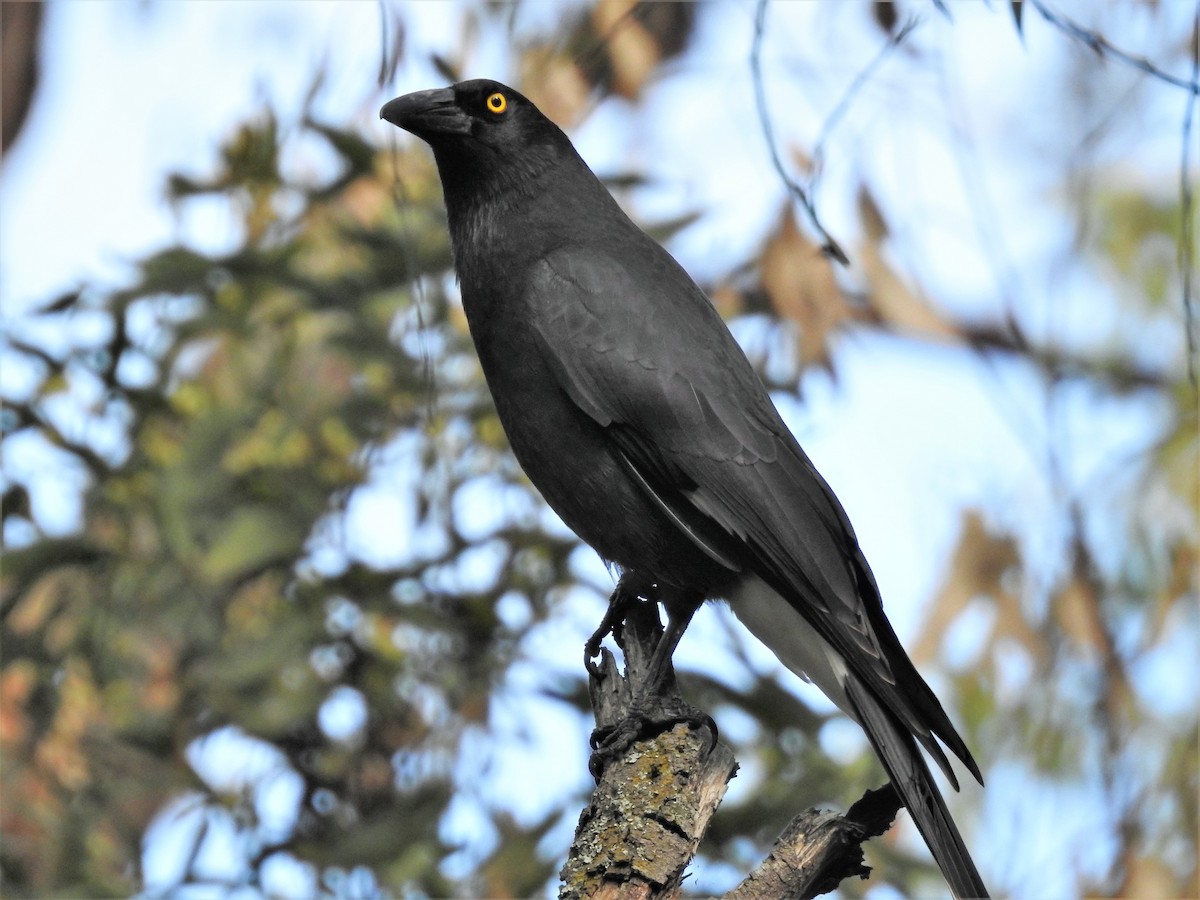 Pied Currawong - ML113646741