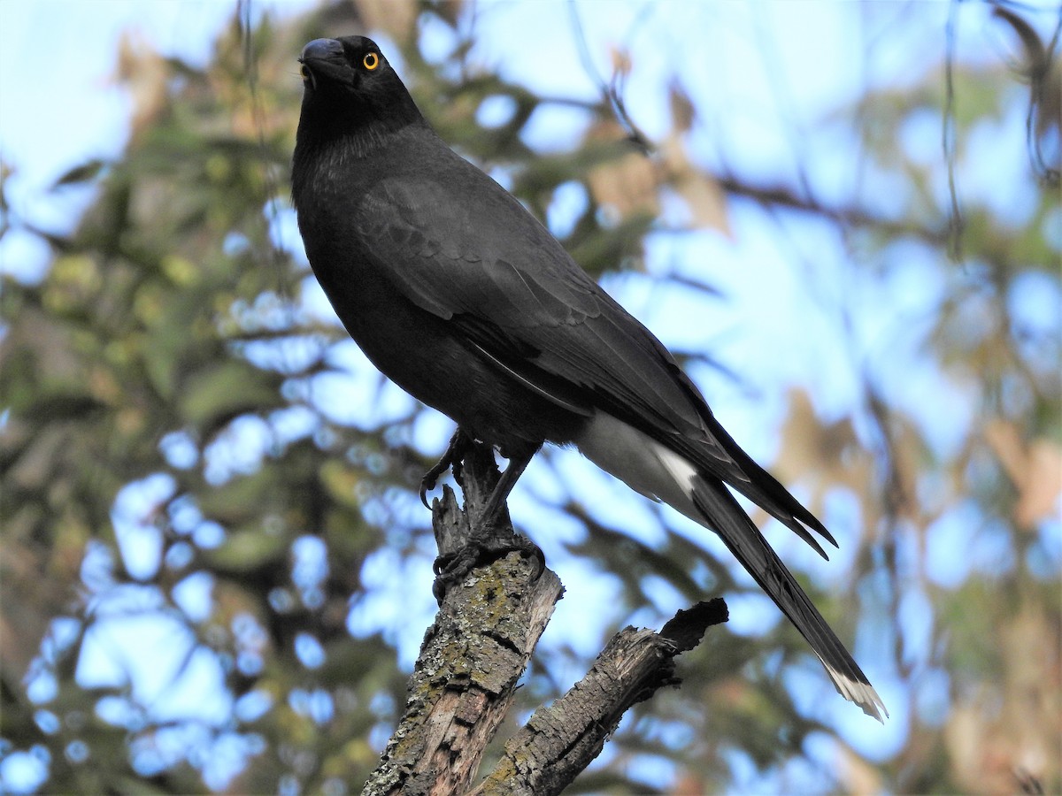Pied Currawong - ML113646761