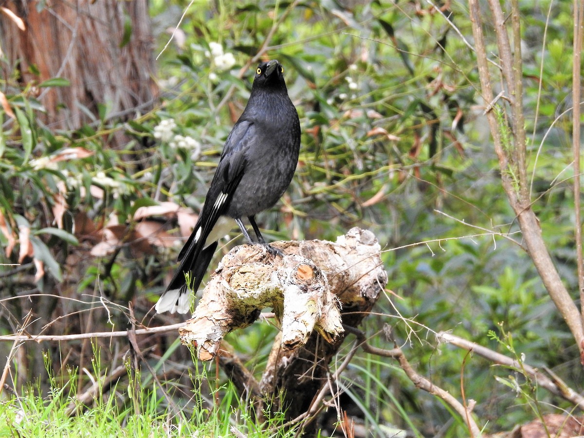 Pied Currawong - ML113646771
